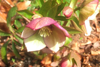 2013-04-04 005