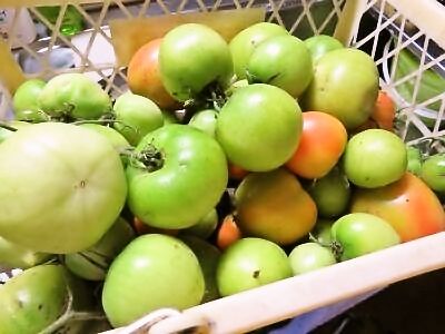 foodpic6635957