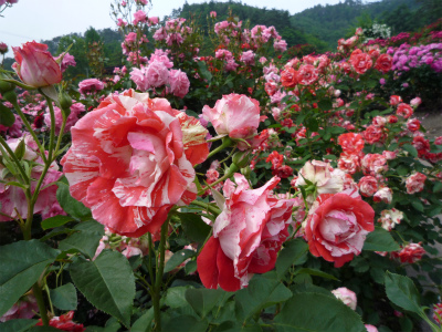 2010-06-22 044