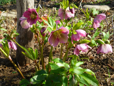 2015-04-04 003