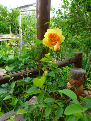 2015-06-08 006