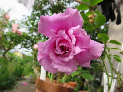 IMG_2443_400