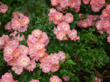 2010-06-22 067