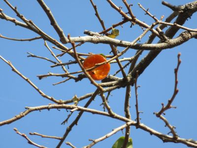 IMG_4253_400