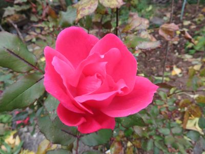 IMG_4298_400
