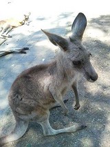 カンガルー