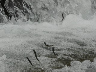 256