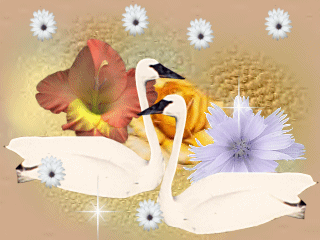 swan-flower