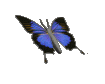 btfly-blue