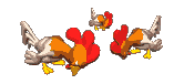 chickens_md_clr