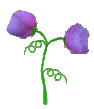 sweetpea04