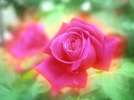pinkrose-photo2