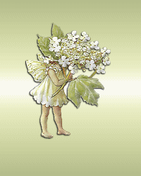 anim_flowerfairy