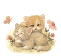 two-cats
