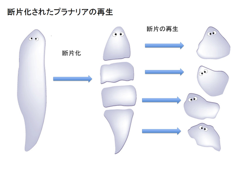 プラナリアの再生能力