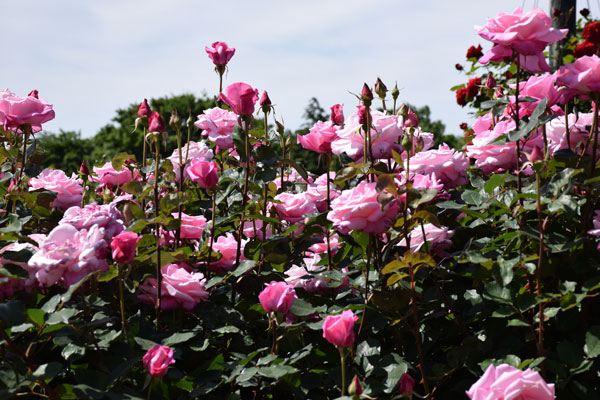 2014_05_17_13.jpg