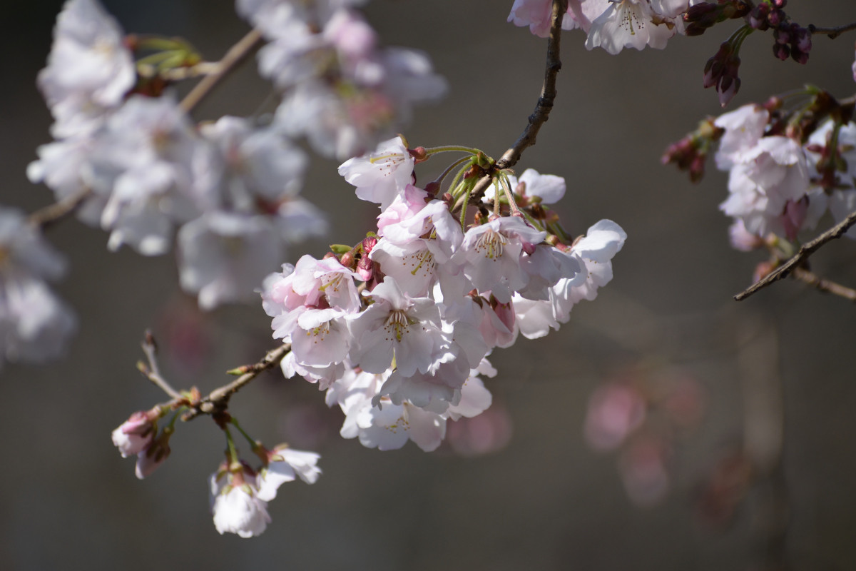 2019_0317_06