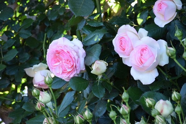 2014_05_17_33.jpg