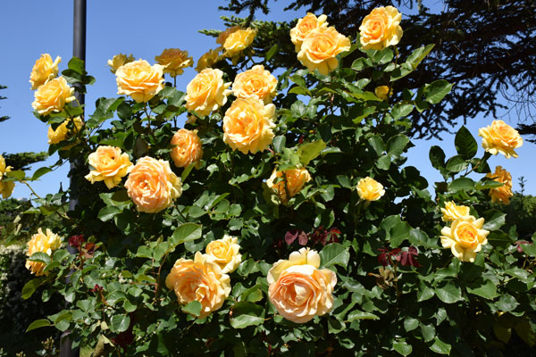 2014_05_17_23.jpg