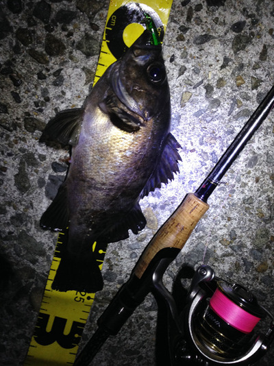 24cm
