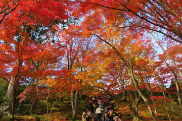 jojakoji20181126-03