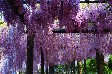 ohmachfujipark20180504-05