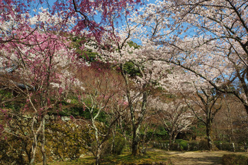 shojiji20180331-04