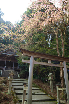 02kinpujinja20180404-02