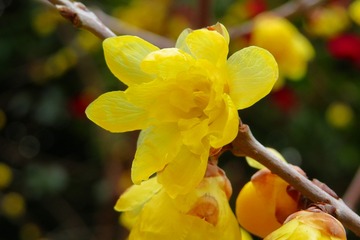 sekoji20190128-04