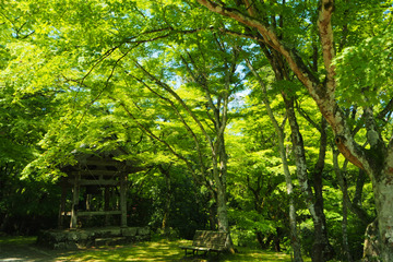 kogenji20180504-07