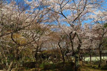 shojiji20180331-05