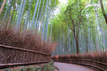 jojakoji20181126-01