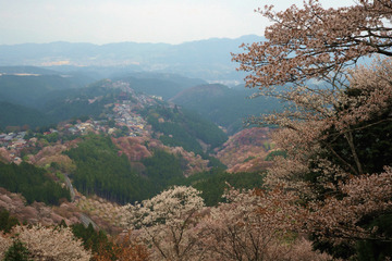 04kamisenbon20180404-01