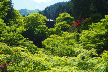 kogenji20180504-09