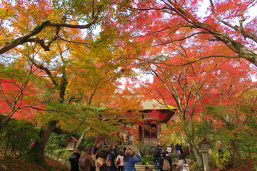 jojakoji20181126-02