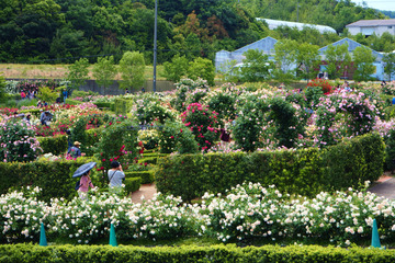 hanasakifarm20180520-06