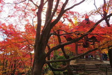 jojakoji20181126-07