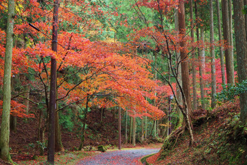 yokawatyudo20181119-04