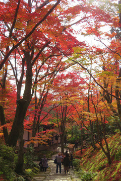 jojakoji20181126-09