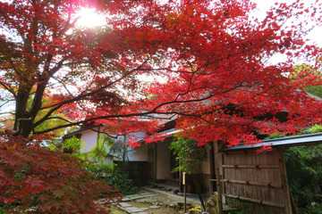 jikishian20181126-07