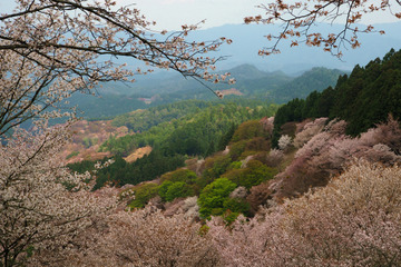 04kamisenbon20180404-06