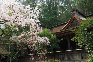03mikumarijinja20180404-02