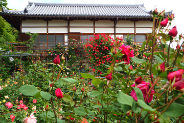matsuoji20180510-03