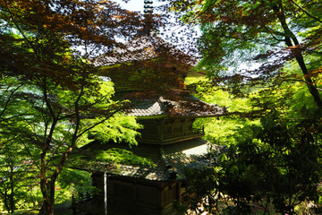 kogenji20180504-08