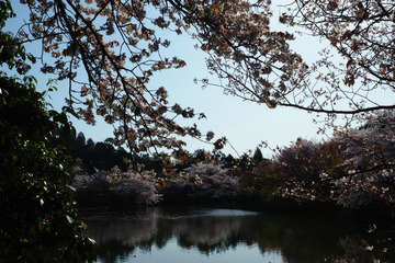 ryoanji20180331-08