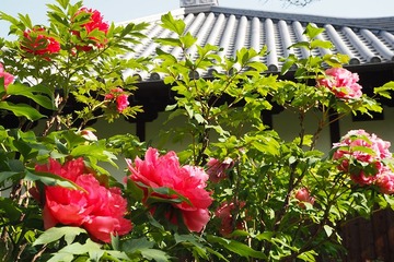 sekkoji20170430-10