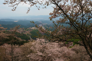 04kamisenbon20180404-05