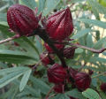 fig01