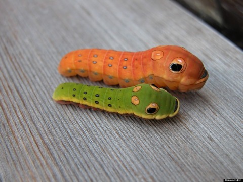 o-SPICEBUSH-SWALLOWTAIL-LARVAE-900