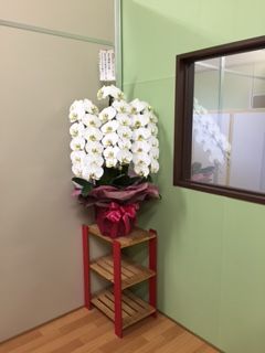 胡蝶蘭